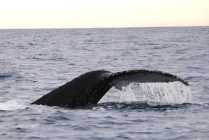 Two humpback whales sighted off Akaroa today provided an unexpected bonus for visiting American travels agents